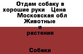Отдам собаку в хорошие руки › Цена ­ 100 - Московская обл. Животные и растения » Собаки   